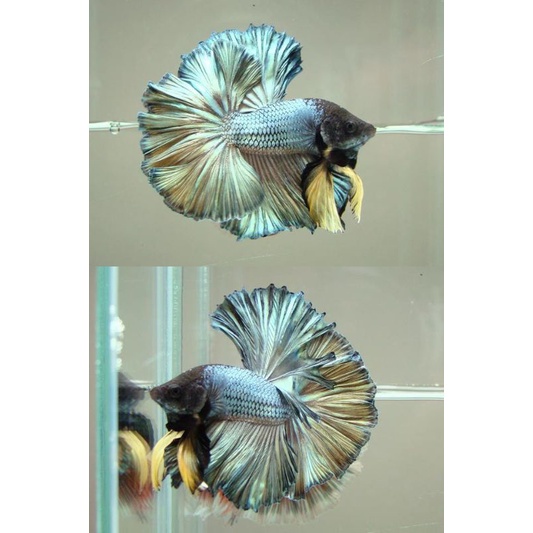 Halfmoon Copper Size M MALE HM BOGOR