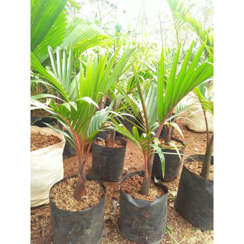 palem botol tinggi 50-60 cm, tanaman hias palem