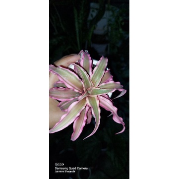 Bromelia cryptanthus pink