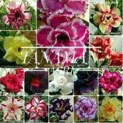 paket 25 Kamboja adenium bonsai bonggol besar