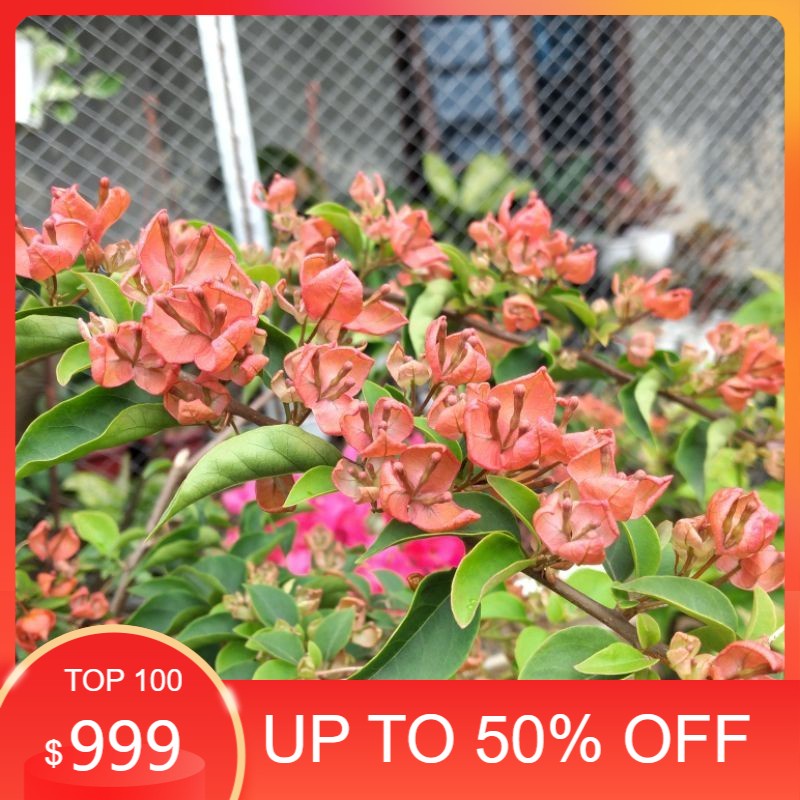 MURAH BANGET Bunga Bougenville Anggur Orange Id Import - Bunga Kertas Bugenvil