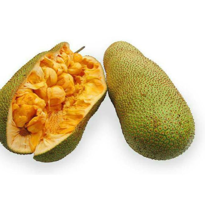 Esc Bibit Tanaman Buah Cempedak Segar