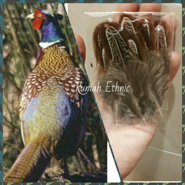 Bulu Ayam Hias, Rare Pheasant Feathers