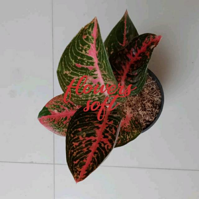 Aglonema Adelia