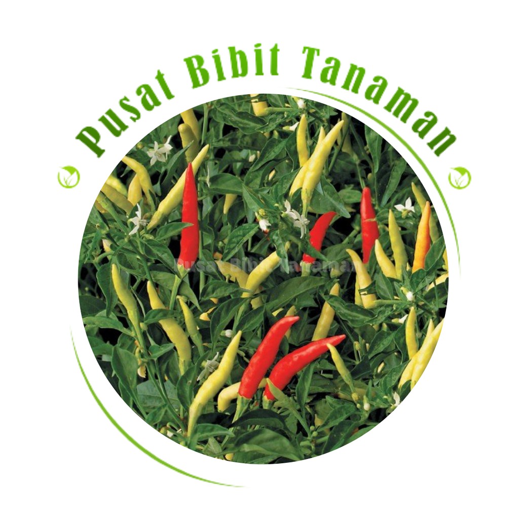 bibit cabai rawit tanaman cabe rawit siap tanam