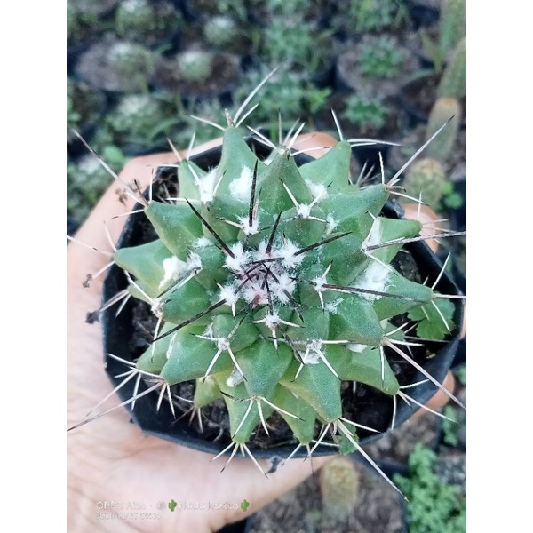 Kaktus Salak bangkok besar/kaktus murah/kaktus ownroot