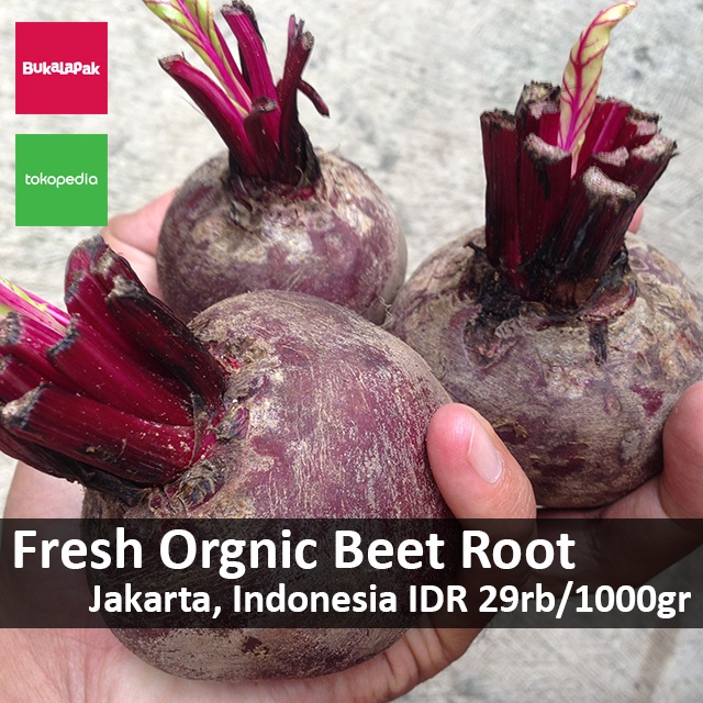 

(BISA COD) Buah Bit (Beet Root) Organik Fresh dari Kebun