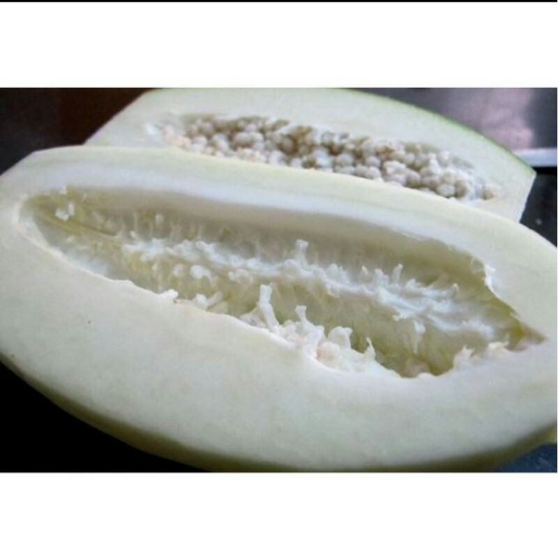 

Buah Pepaya Muda 1 KG
