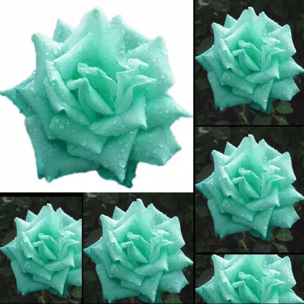 Bibit Benih Biji Bunga Mawar Mint - Biji Tanaman Bunga Mawar Mint - Benih Pohon Bunga Mawar Mint-COD