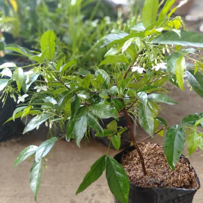 Tanaman hias Anting putri/bibit bunga anting putri(bahan bonsai) s1p