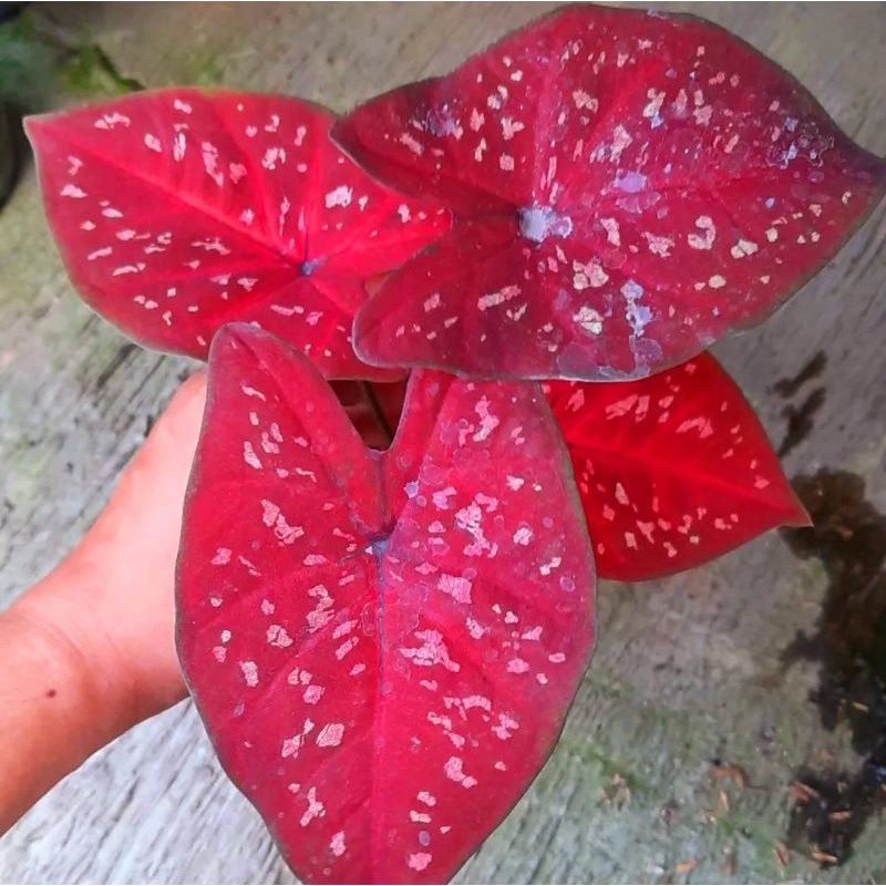 Caladium DOH / bunga keladi / tanaman hias keladi murah / tanaman keladi hidup / caladium thailand /