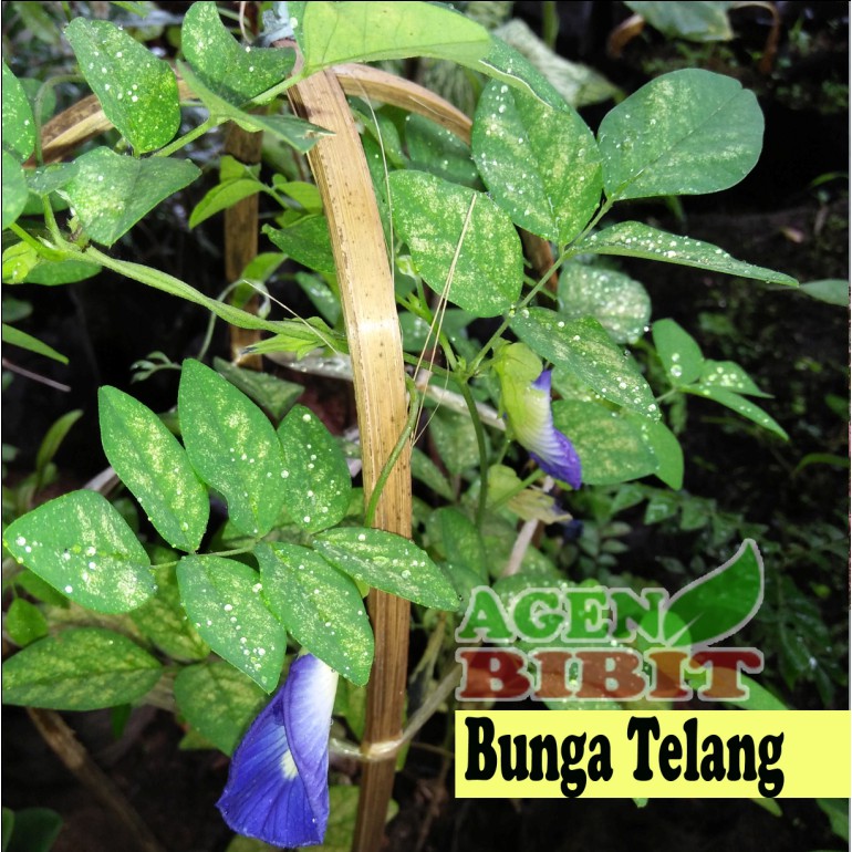 Bibit Tanaman Kembang Telong Pohon Bunga Telang Teleng Tanaman