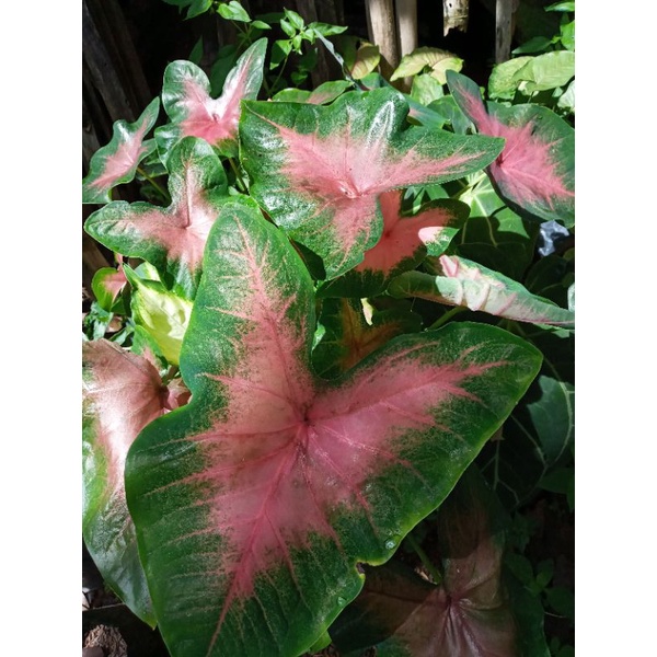 KELADI PINK LOVE MURAH / KELADI PINK / KELADI PINK MURAH / CALADIUM PINK LOVE