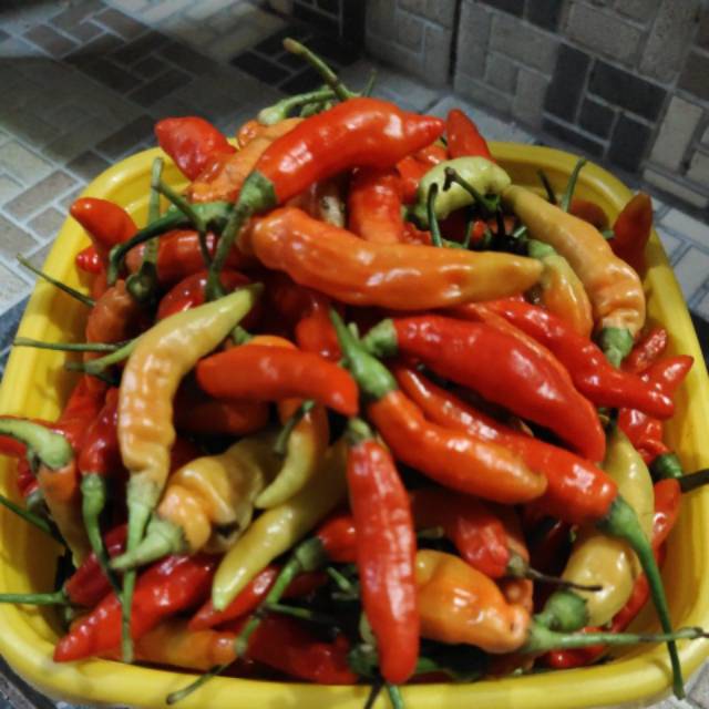 

- CSM - Cabe Rawit Merah " Fresh