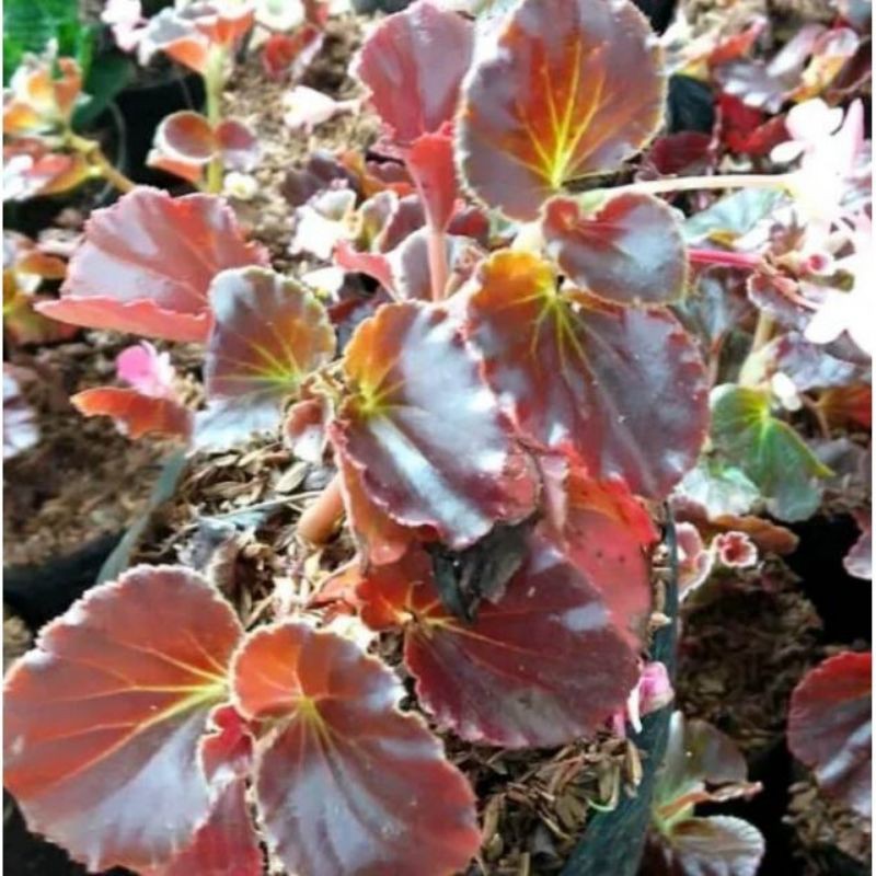 Tanaman hias bunga begonia/tanaman pot gantung