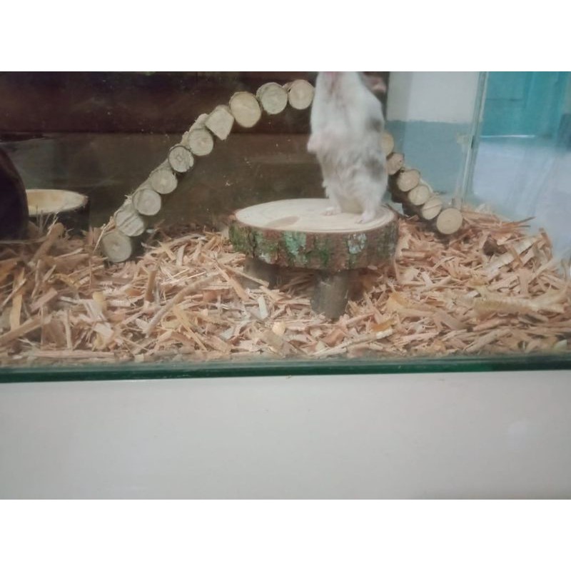 MAINAN HAMSTER - MEJA HAMSTER - AKSESORIS KANDANG HAMSTER