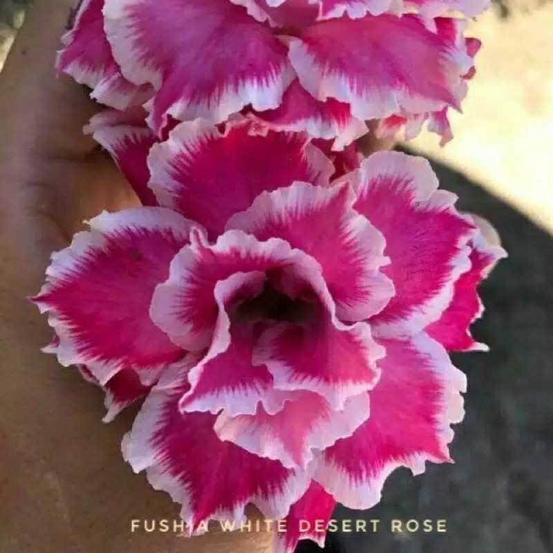biji bunga adenium fushia