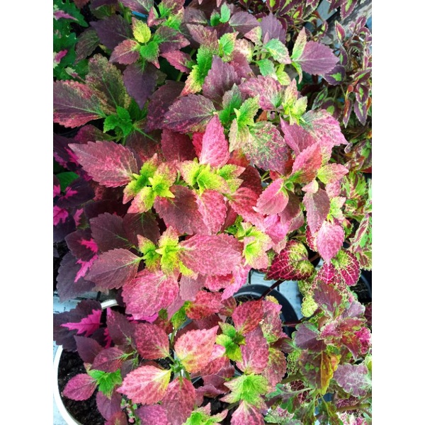 TANAMAN HIAS MIANA STEK MIANA PINK LOVE MURAH MIANA LANGKA MIANA PREMIUM