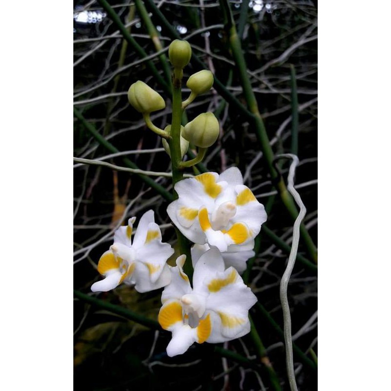 anggrek doritis white hybrid dewasa
