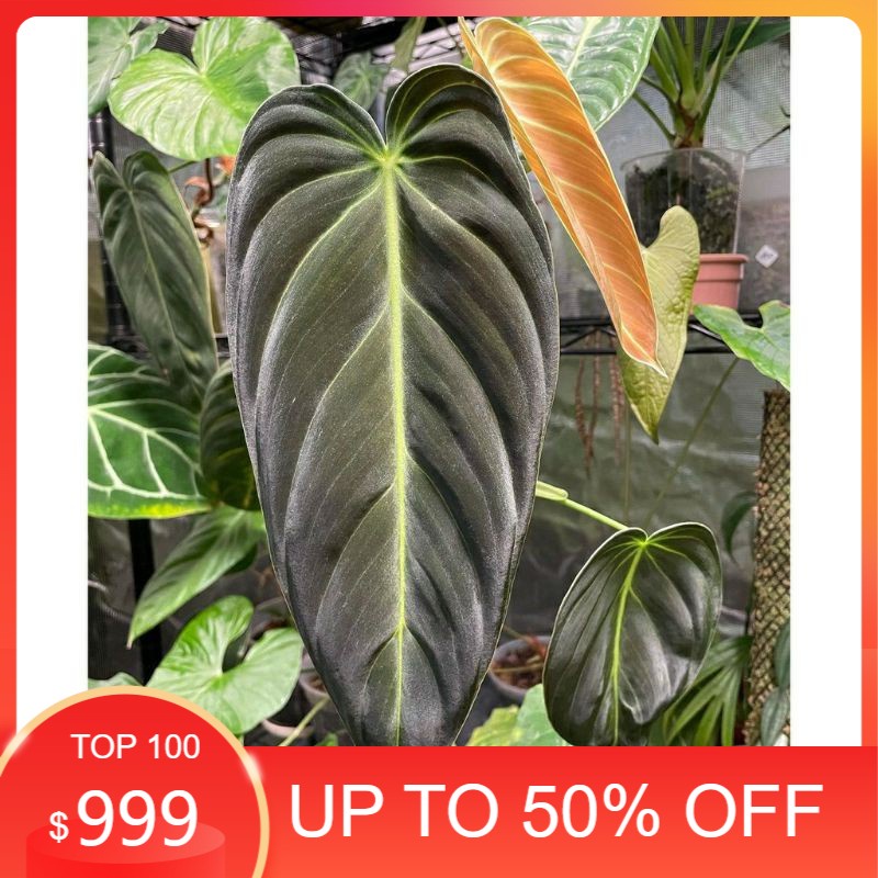 Batang/Bonggol Philodendron Melanochrysum Bibit Tanaman Hias Original