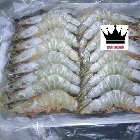 

Udang Laut White Prawn - KUALITAS EXPORT