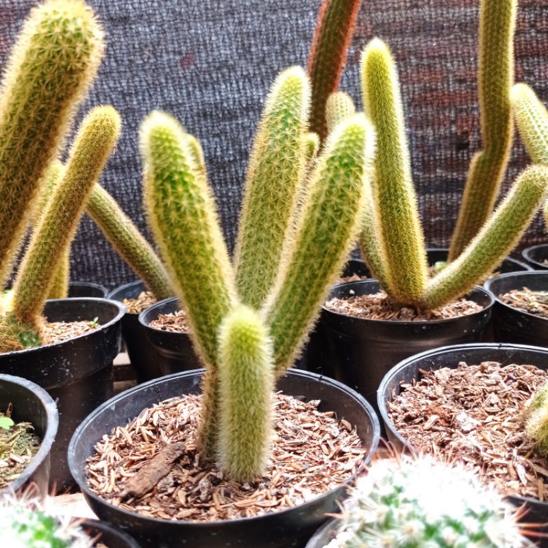 kaktus ekor tupai kuning ukuran besar + gratis pot