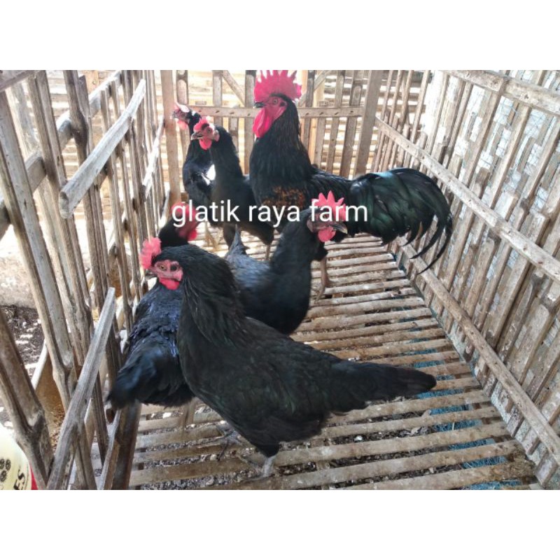 Telur ayam KUB fertil / Telur tetas KUB galur murni/ telur ayam kampung unggul Balitbangtan Asli