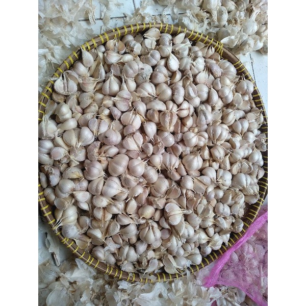 

bawang putih kating