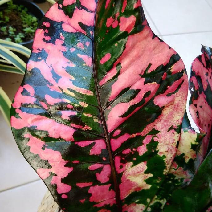 Tanaman Hias Puring Oscar/Pohon Puring Oscar