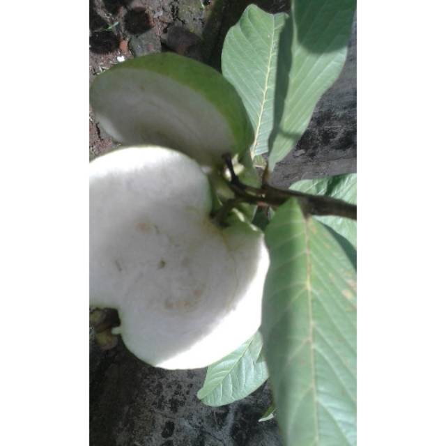 

Jambu Kristal (buah) hampir tanpa biji