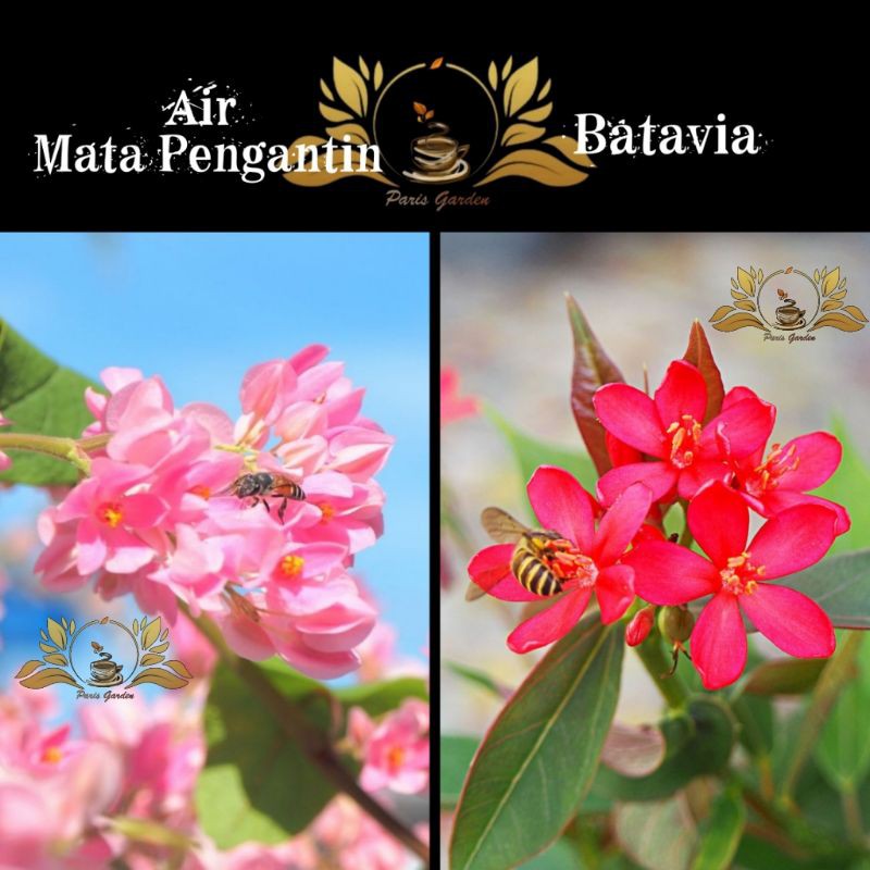 PAKET BUNGA AIR MATA PENGANTIN BUNGA BATAVIA - BIBIT BUNGA BATAVIA DAN AIR MATA PENGANTIN