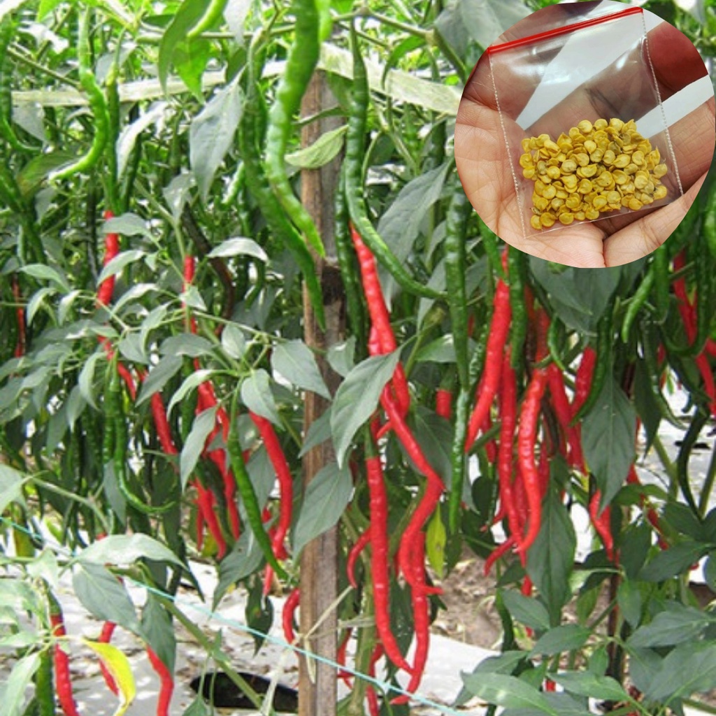 35 Biji Benih Cabe Kriting Benih sayuran murah