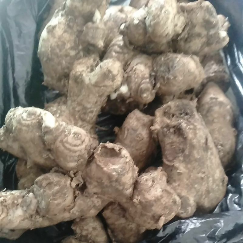 

Temu Panglai Bongle Bangle Bengle