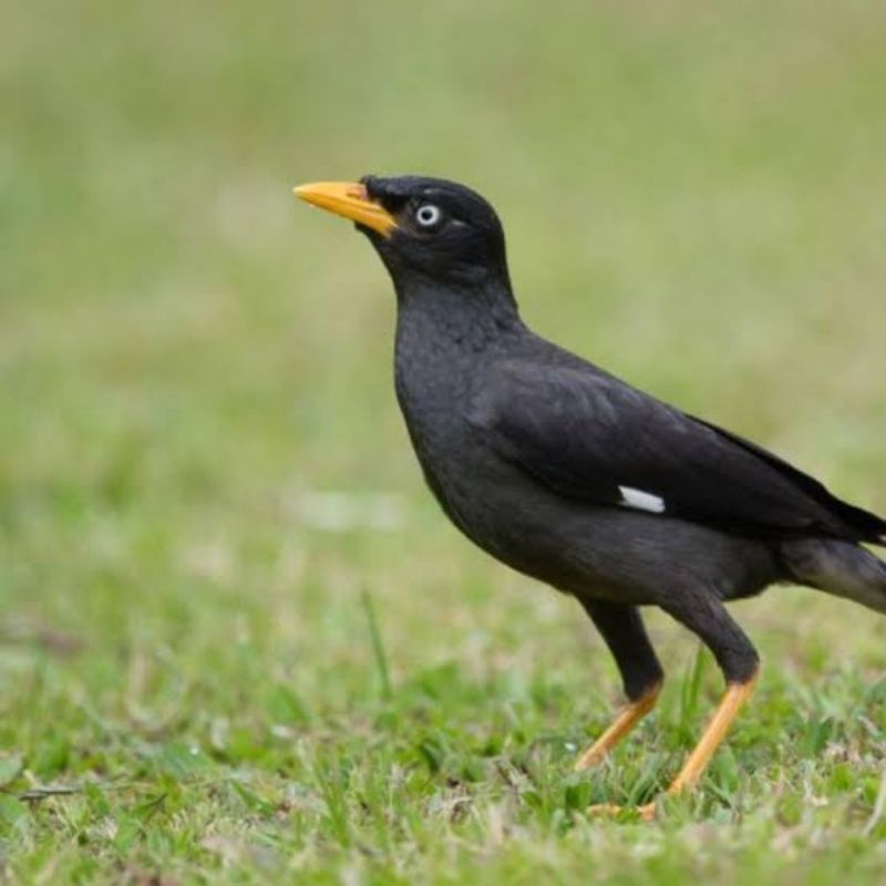 BURUNG JALAK KERBAU / KEBO MATA KUNING PUTIH RAWATAN