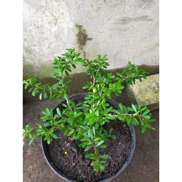 Saeng Simbur Super Micro Vietnam/ Saeng Simbur Mikro Vietnam