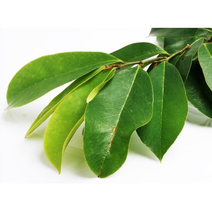 

Daun Sirsak Obat Herbal Alami