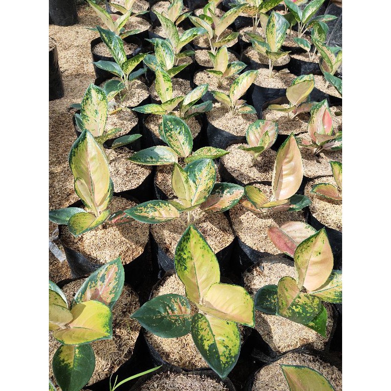 Aglaonema Sultan brunei
