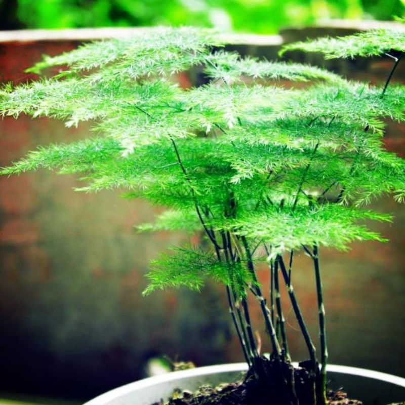 Tanaman hias asparagus plomusus - asparagus