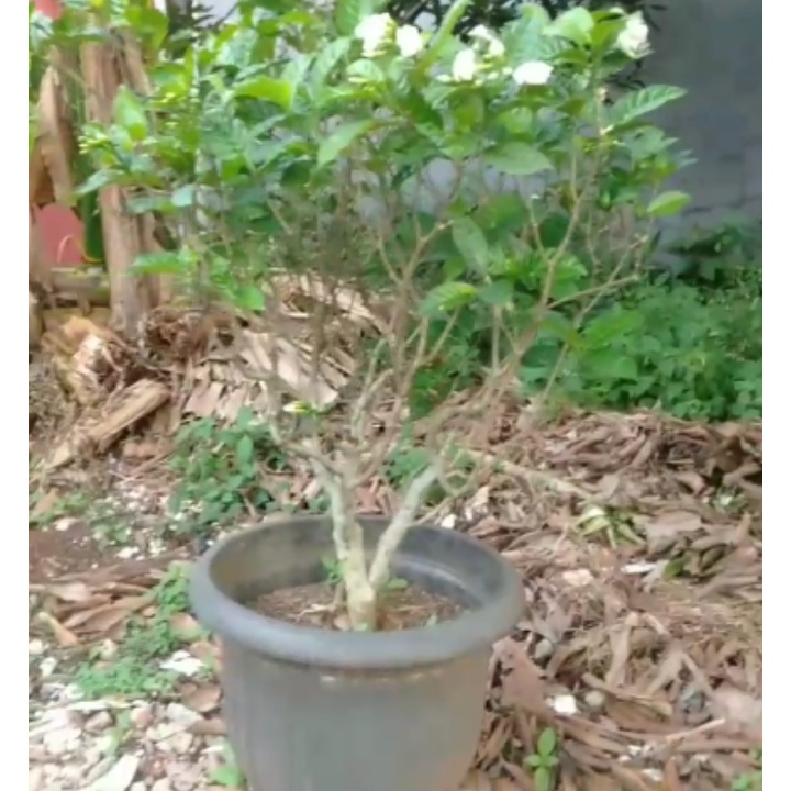 Pohon Bonsai Kembang Sepatu