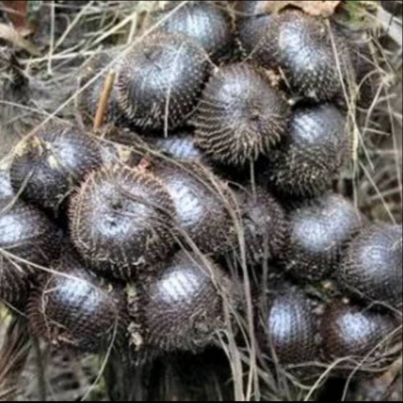 

salak muda fress segar 300g