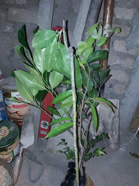 Jual Bibit Buah Nangka Merah.