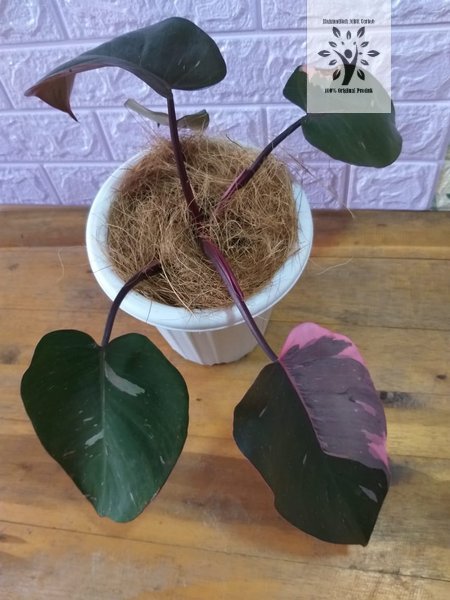 bibit bonggol philodendron pink princess marble variegata
