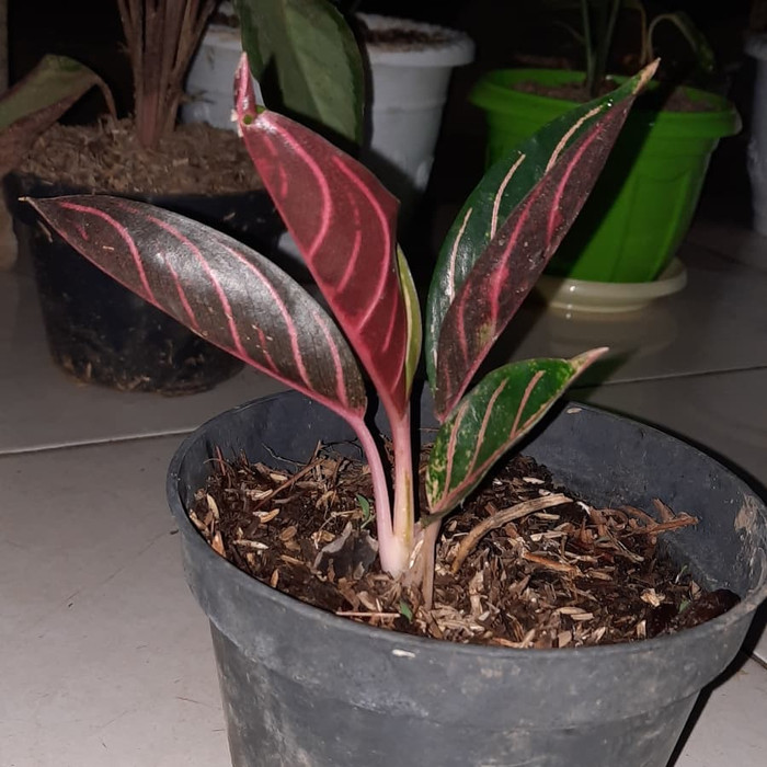 MURAH Aglonema Red Sumatera - Tanaman Hias Ukuran Remaja