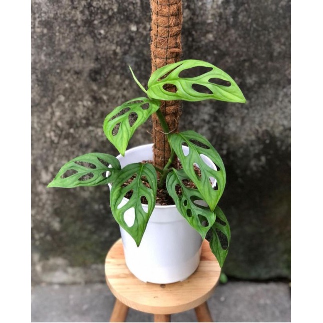 Tanaman hias Monstera Janda Bolong - Monstera Janda Bolong