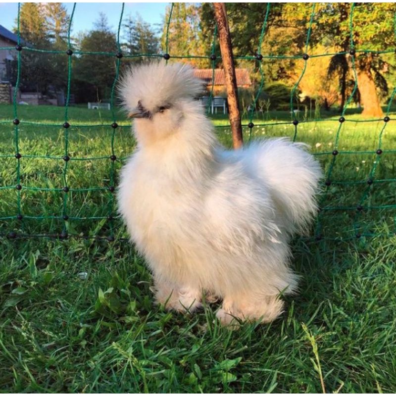 TELUR FERTIL AYAM HIAS SILKY AYAM KAPAS UNTUK DI TETASKAN