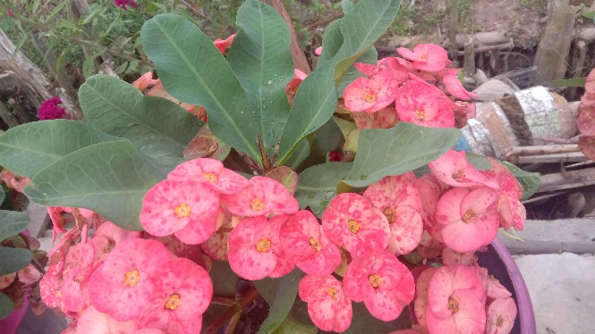 Kou-cha Glass Water Bottle Botol Air Minum Kaca Tumbler 350ml Saringan Teh Infused Water Bpa-free