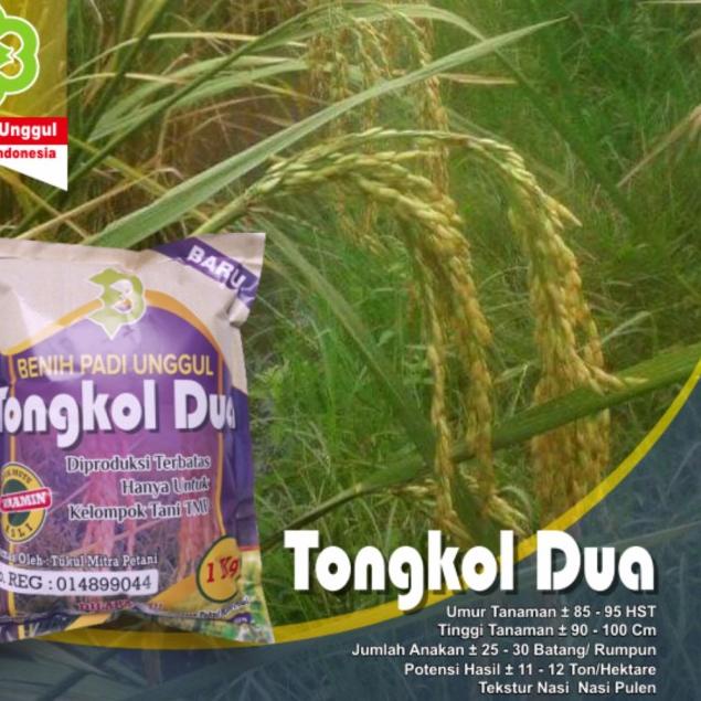 ♚ Benih Padi Tongkol 2 ←