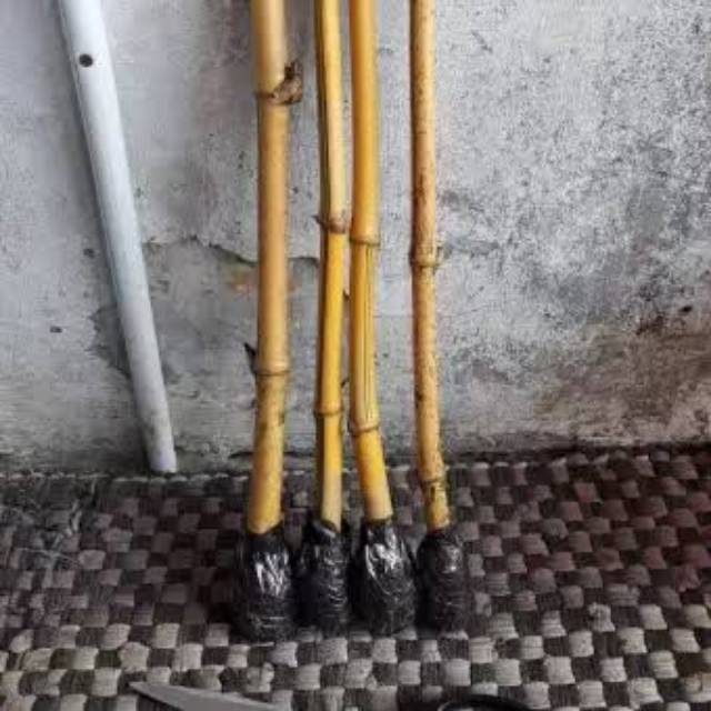 BAMBU KUNING | BAMBU KUNING HIAS