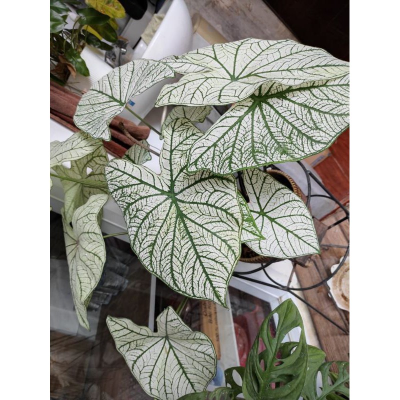 paket tanaman hias bonggol keladi tisu 30 bonggol