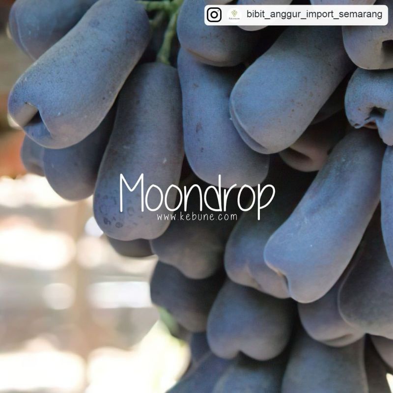 bibit anggur moondrop